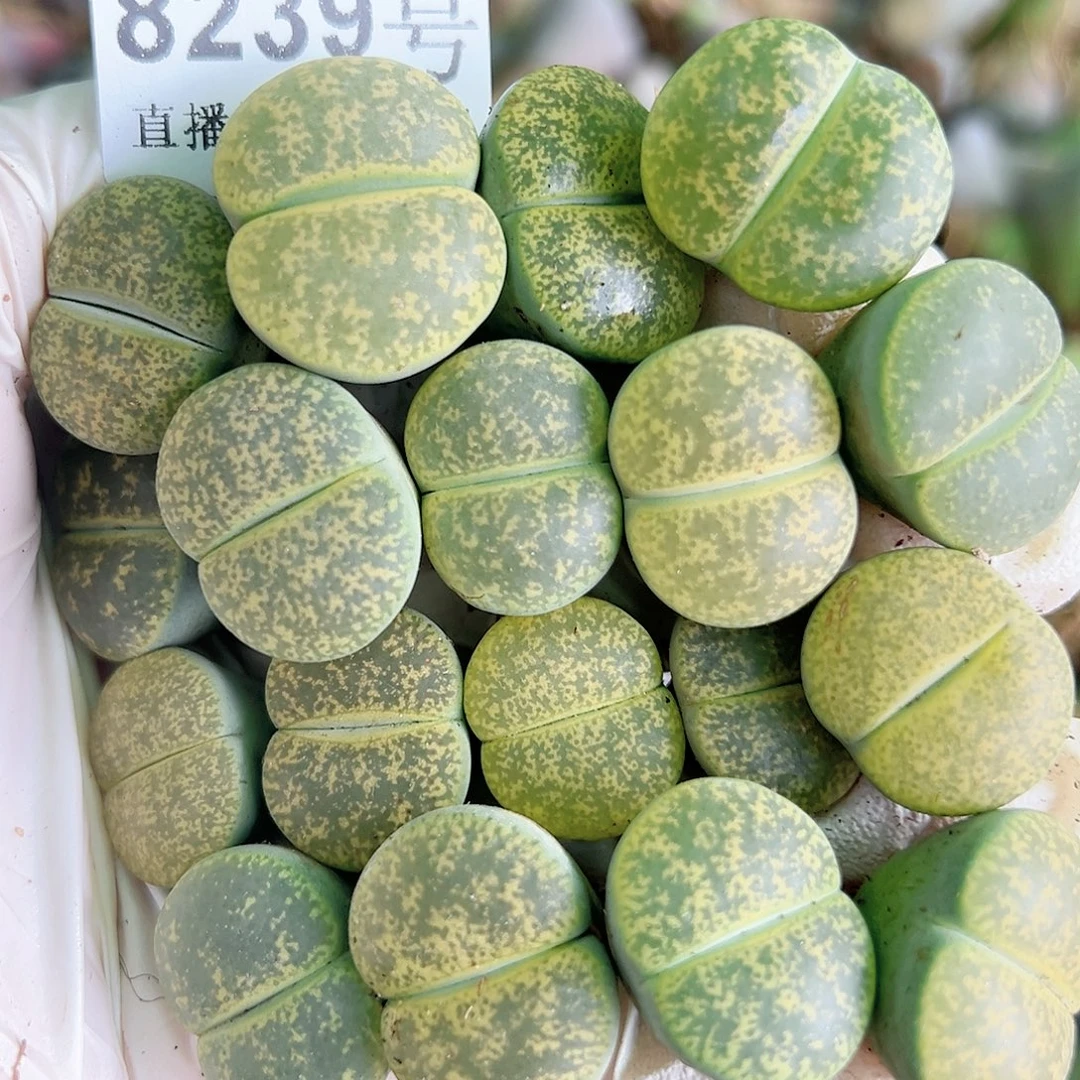 8239 好养易活生石花大母本18个