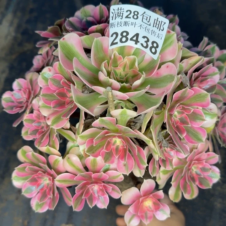 28438南女巫多肉植物