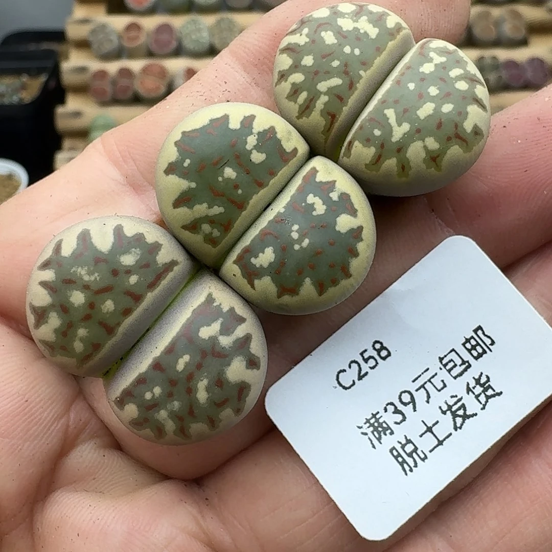 258多肉哈哈哈哈哈哈哈哈