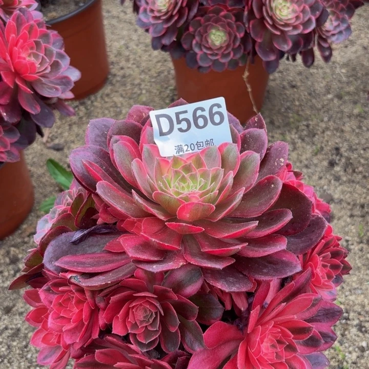 瑞妈多肉植物566