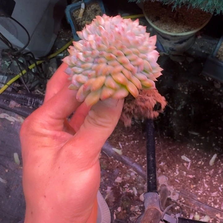 穆***g冰魄树缀无砍多肉