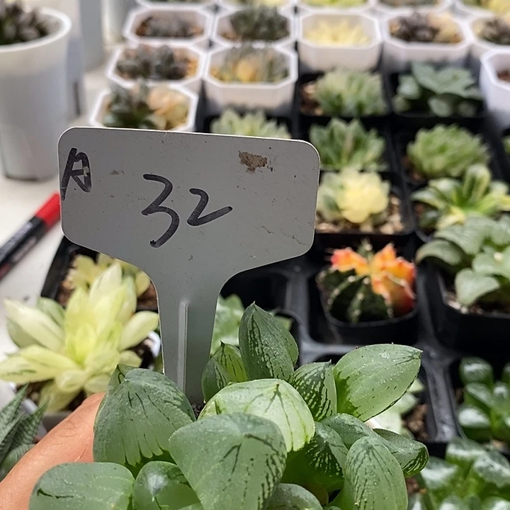 X***n32虞美人好美好美上