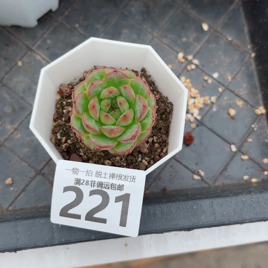 话梅单头多肉多肉多肉