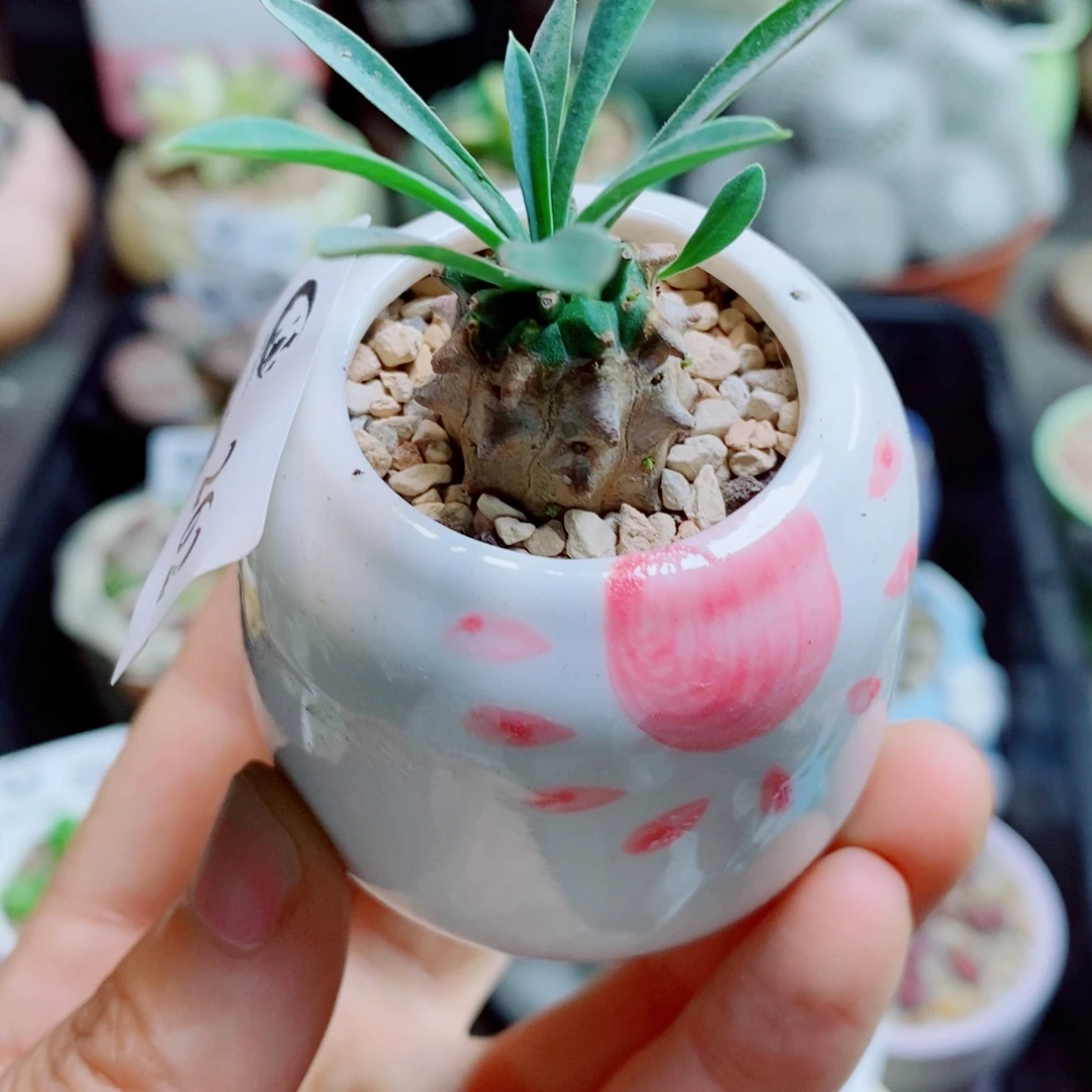 生石花花花花花花花262