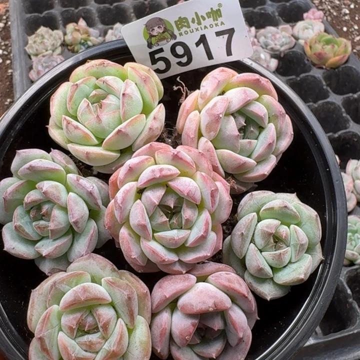 多肉植物多肉植物