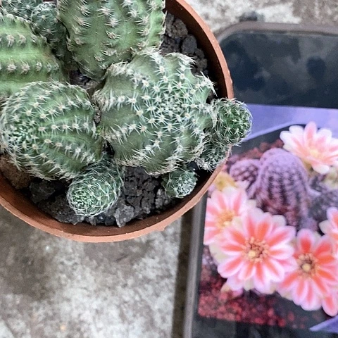 胡萝卜沟宝，2566445