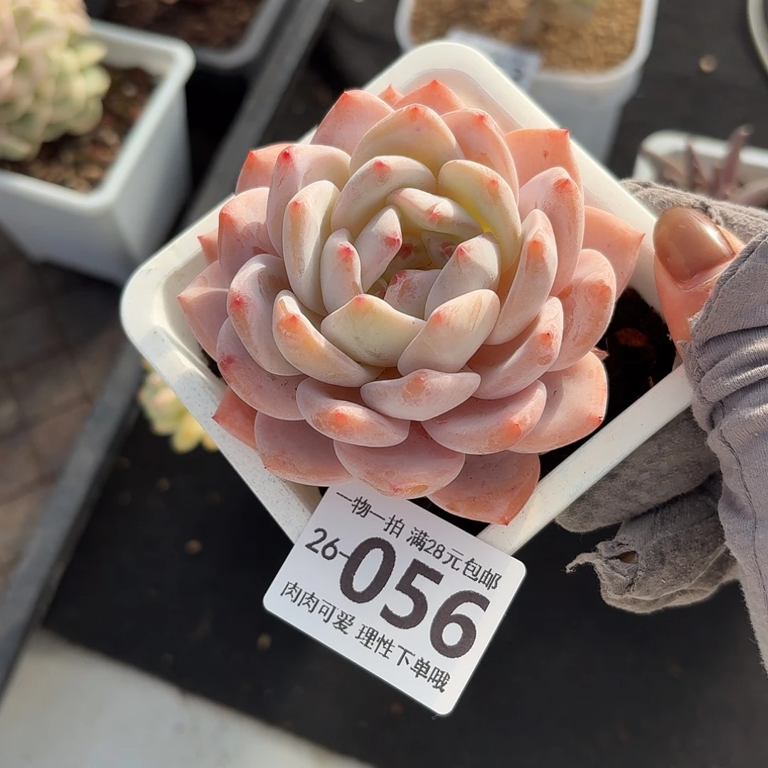 橙梦露无盆土发货无