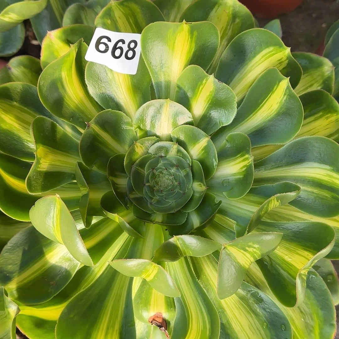多肉植物暴君668