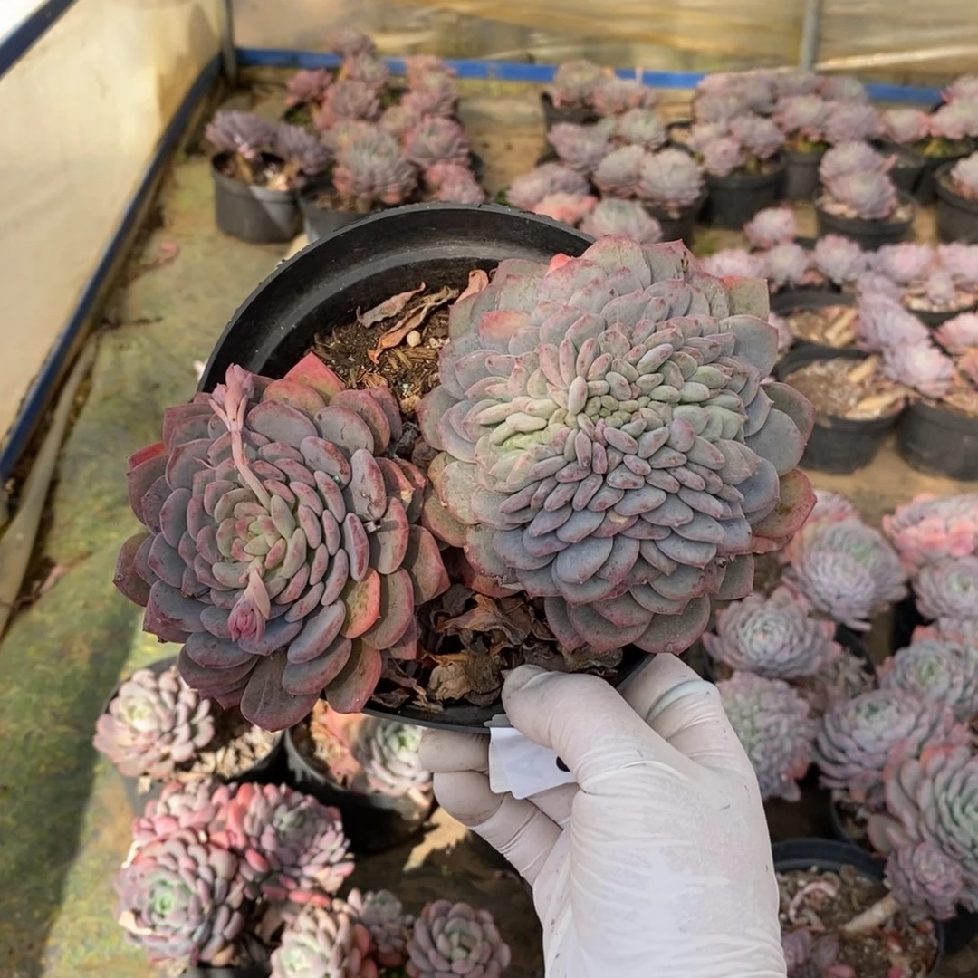 493玛瑙老桩一物一拍