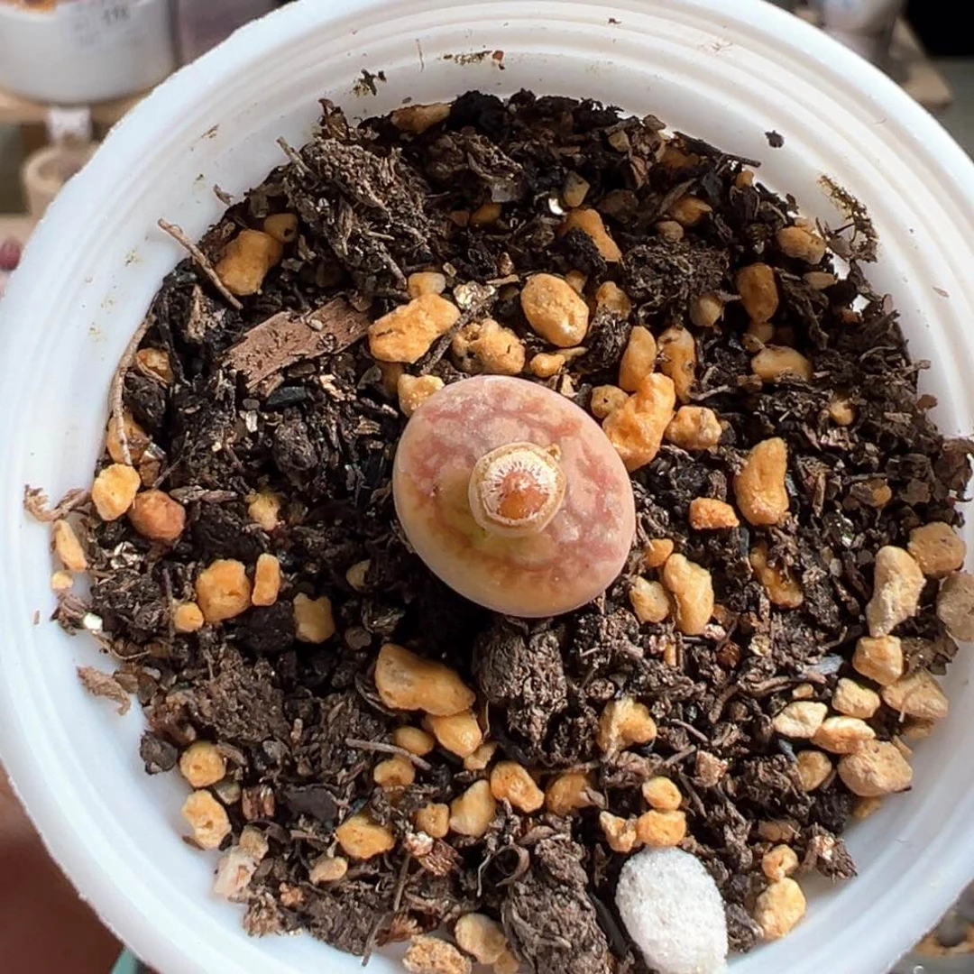 多肉植物189号毛杂