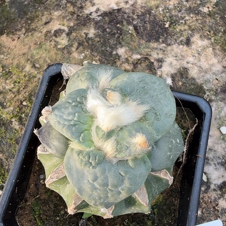 无花朵303白肌大尤榴尤怒涛西四