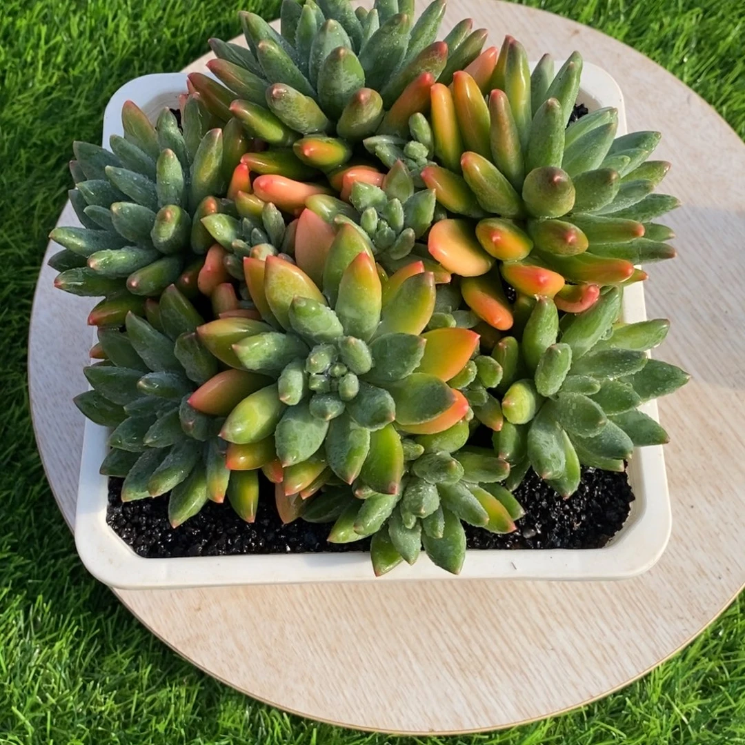 综合链接云朵泡泡