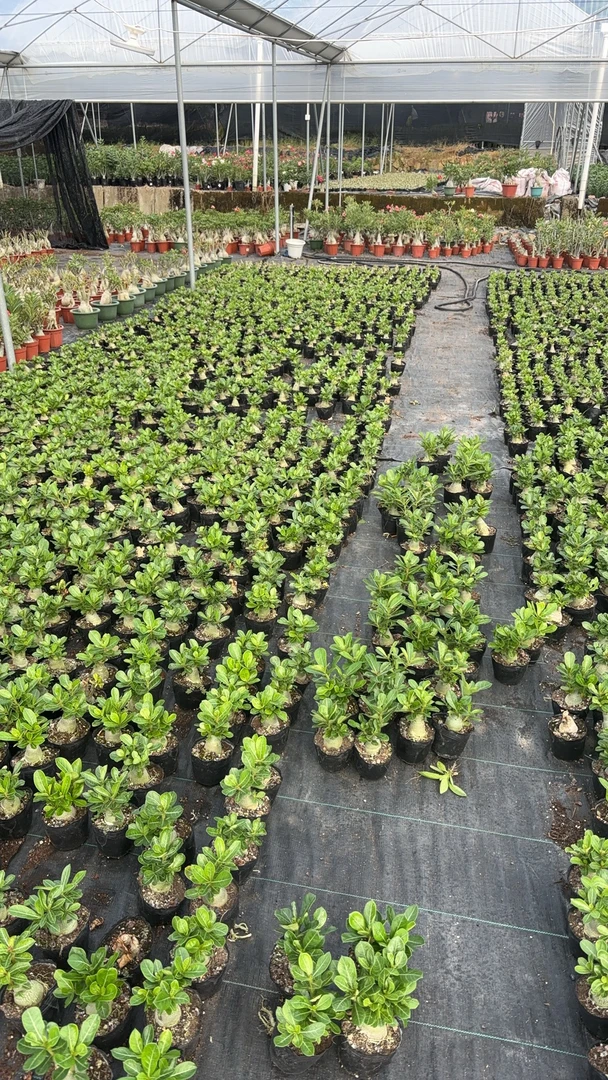 沙漠玫瑰盆栽沙漠玫瑰重瓣植物室内花卉盆栽耐旱四季好养开花盆景