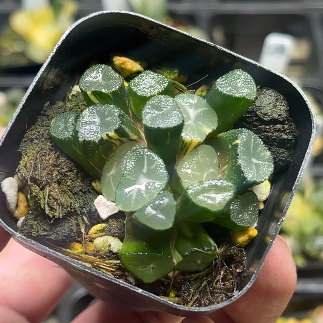 237双头玉龙万象锦