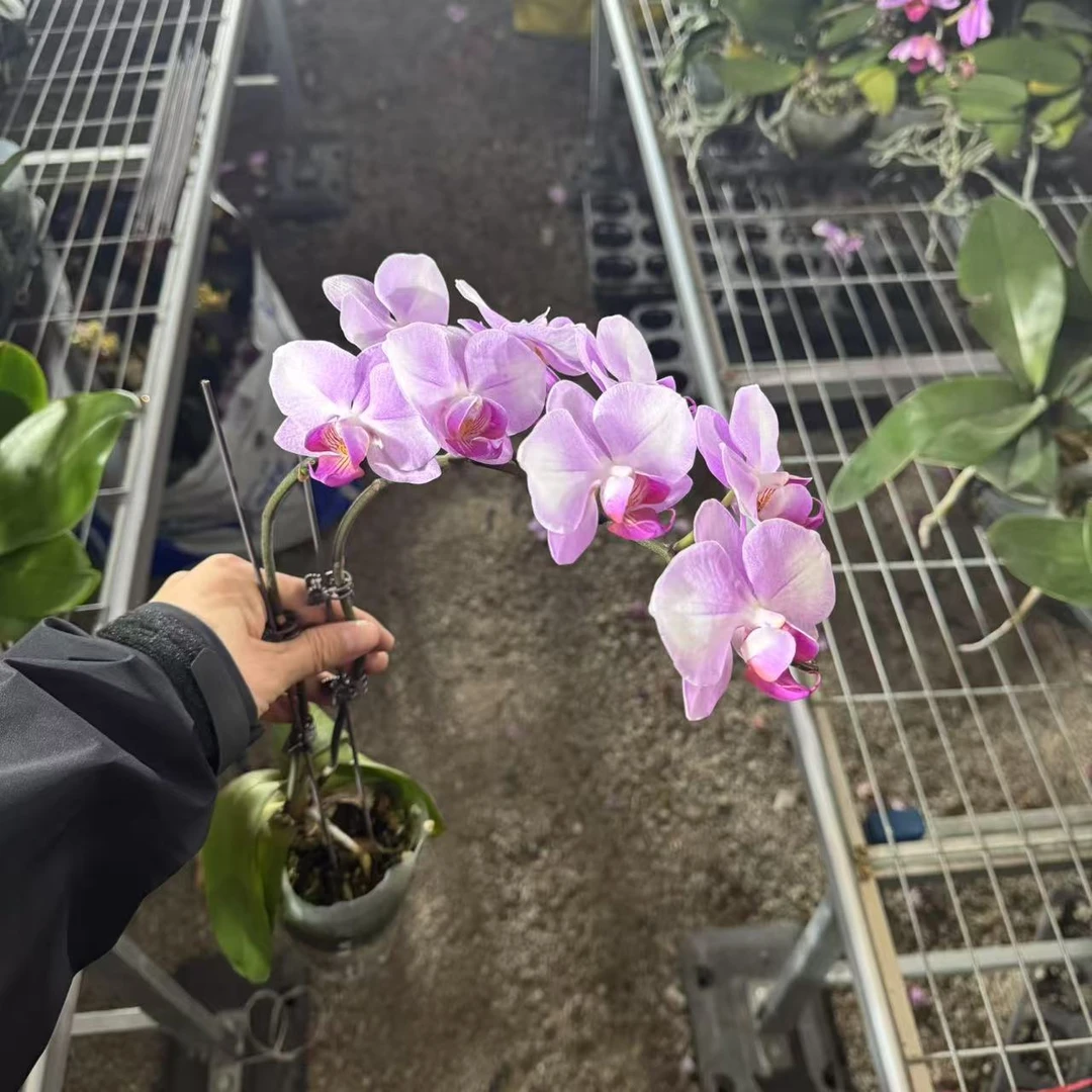 花大王【明眸】全花 蝴蝶兰室内盆栽鲜花带花精致盆栽