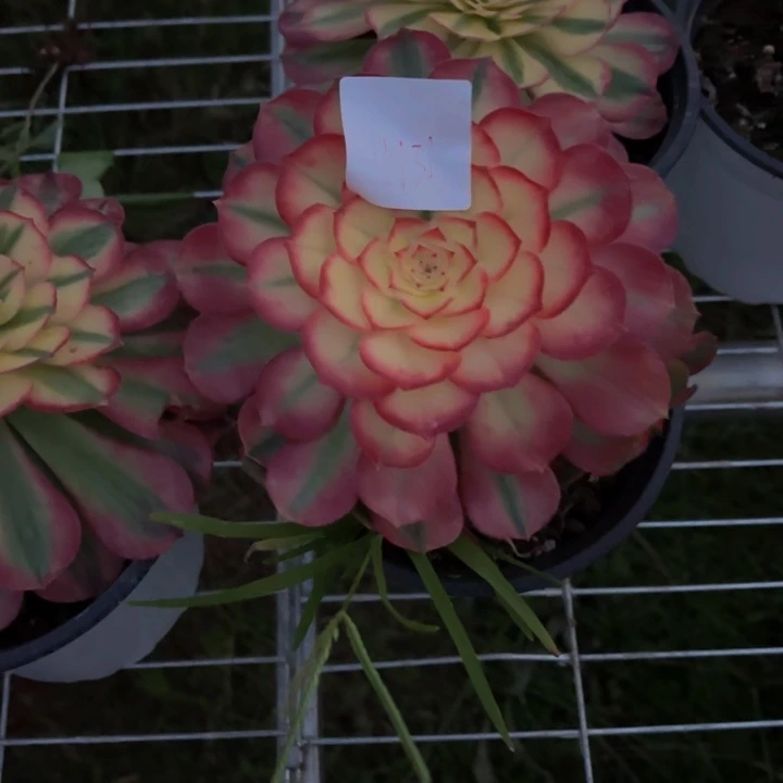 云南荔枝好看1131号