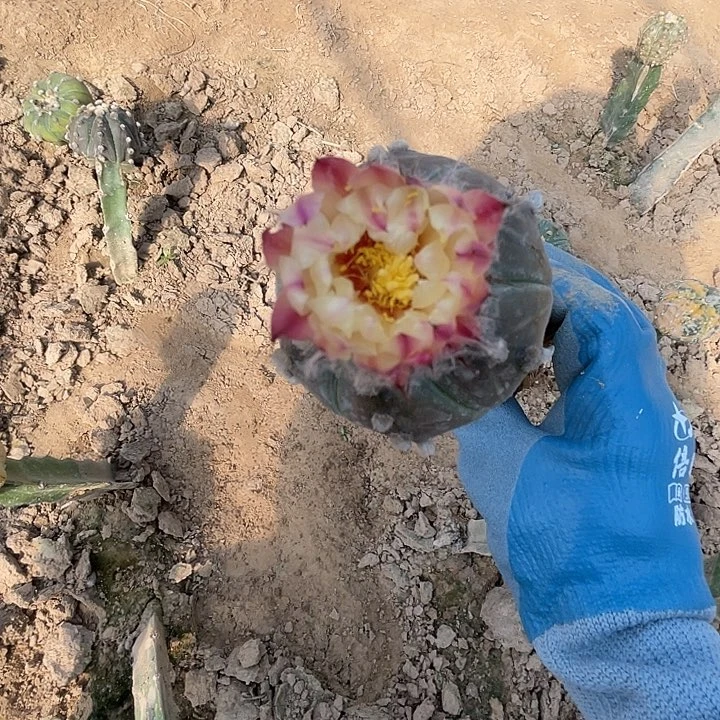 完全开放兜兜兜1