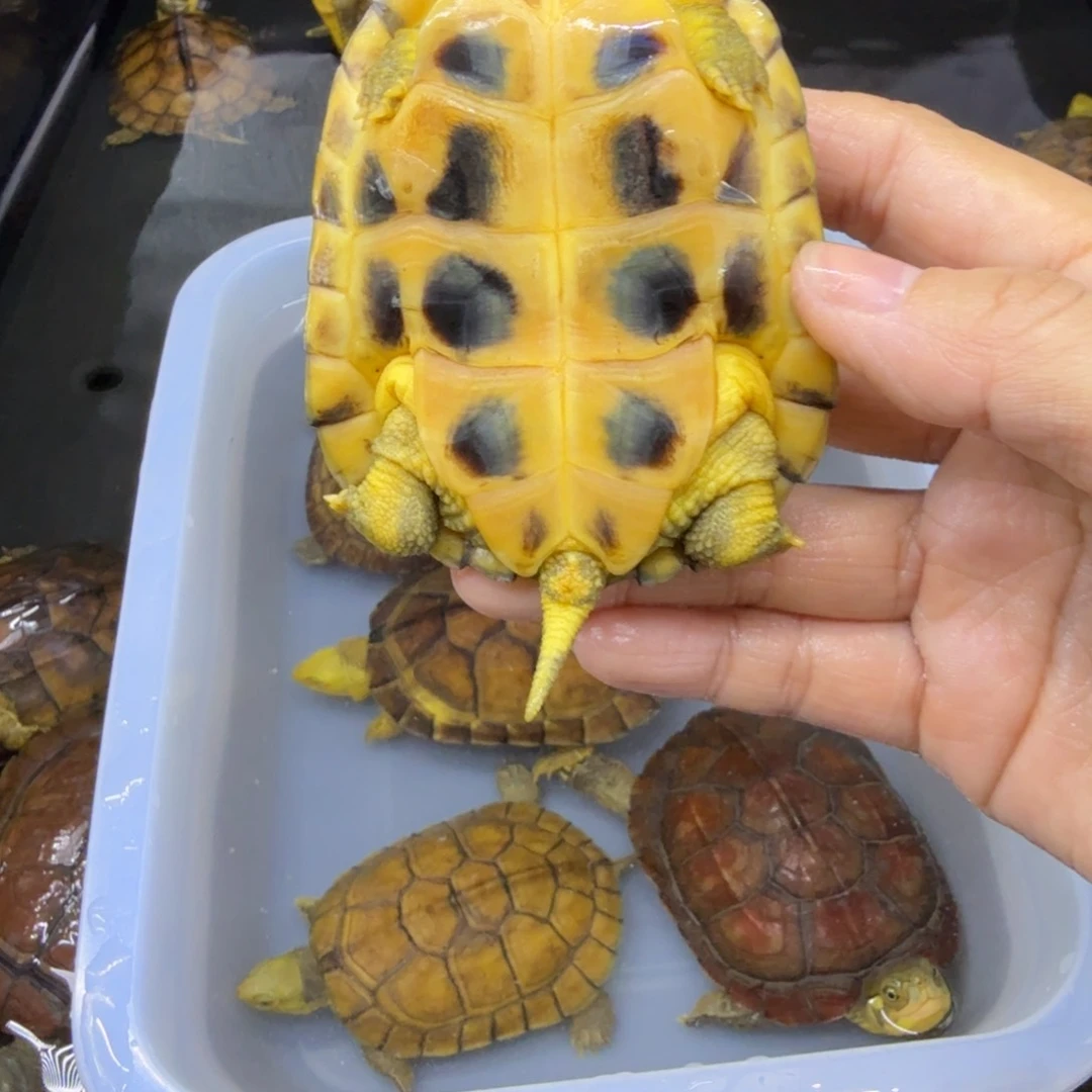 是****公母搭配宠物龟瑕疵练手发货出去不支持退