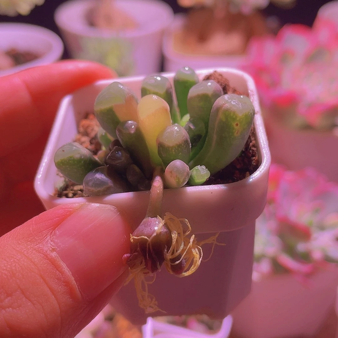 五十玲玉锦特价包邮