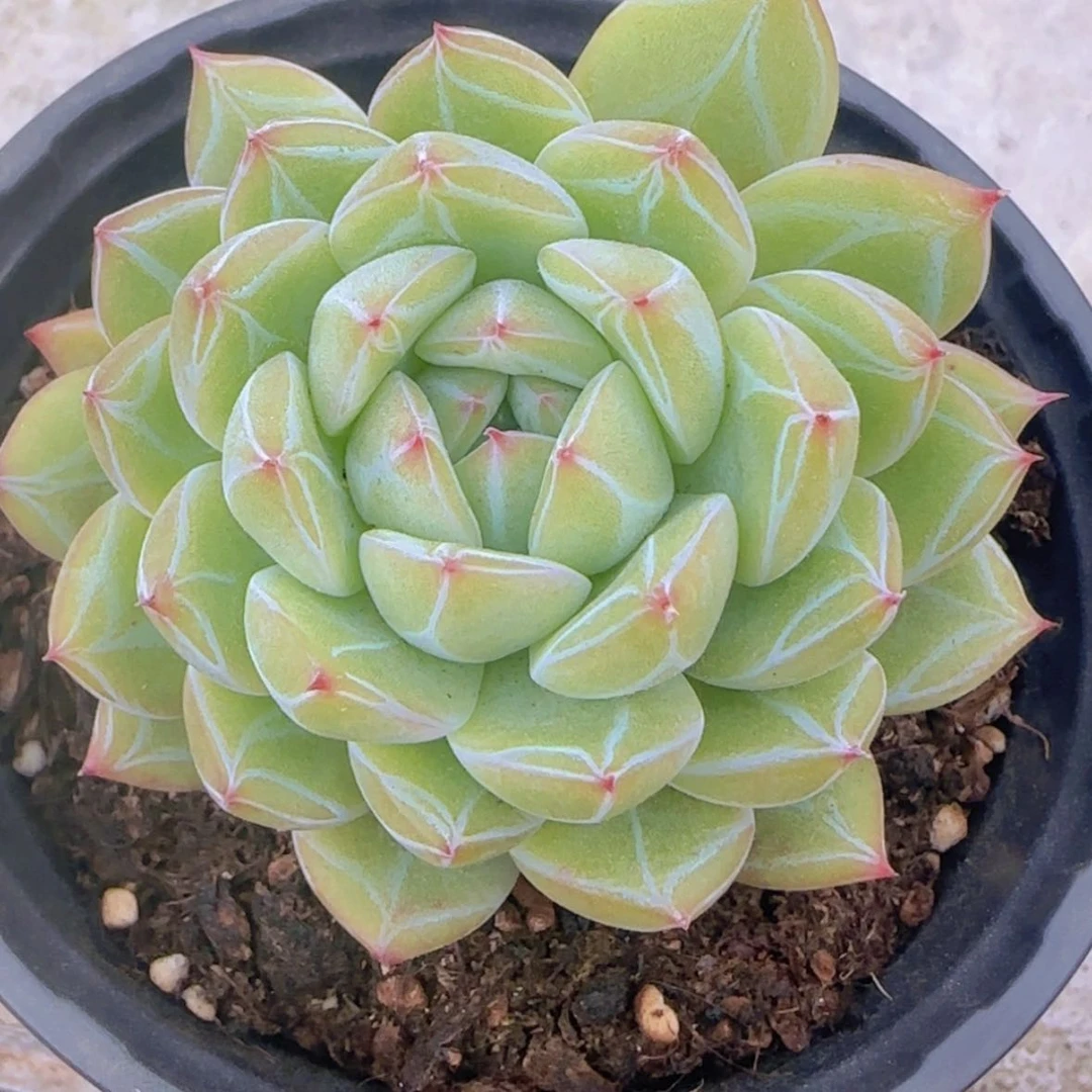 【闪购商品】小雪花珍妮