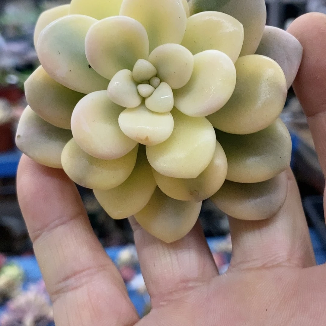 669洛神白富伦锦多肉植物