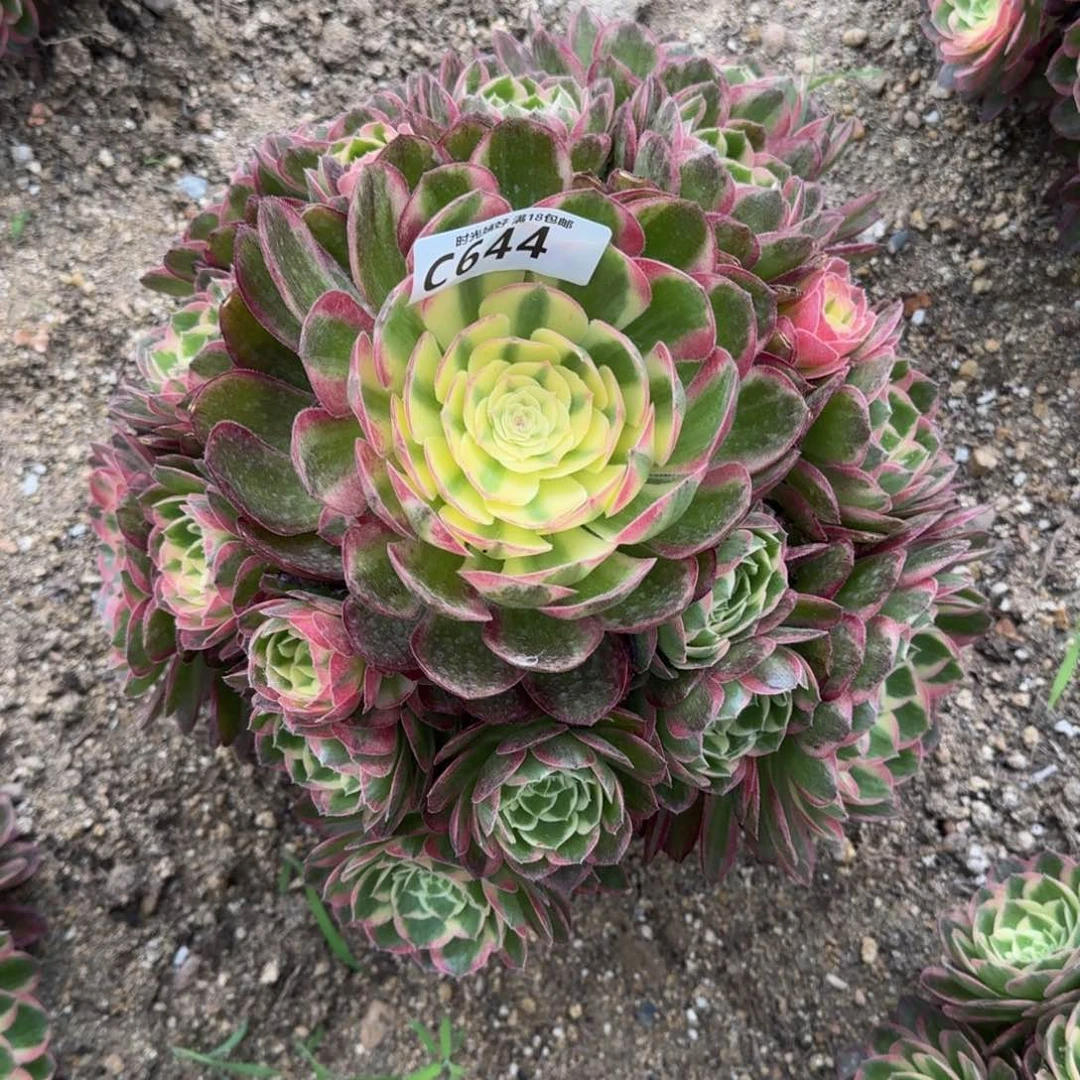 墨**柳644海王多肉植物