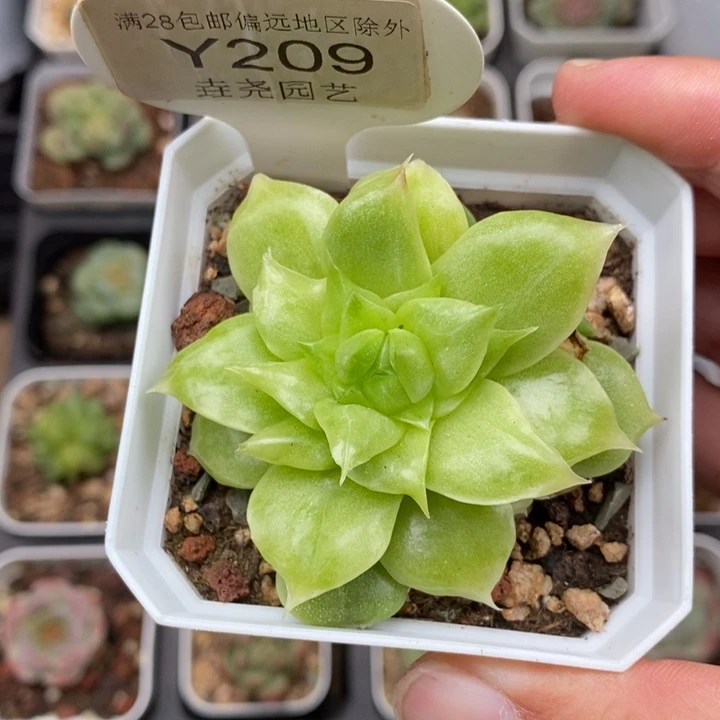 0209 冬云 单头 5cm