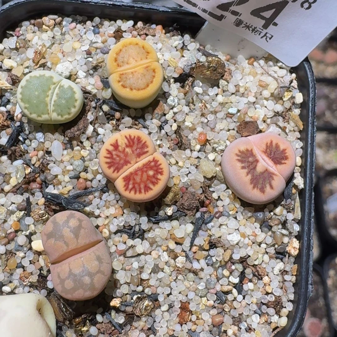 zzzzz精品生石花524