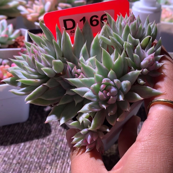 杂交锦可砍头单卖