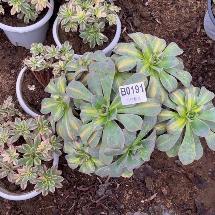 191黄中班多肉植物不包断枝