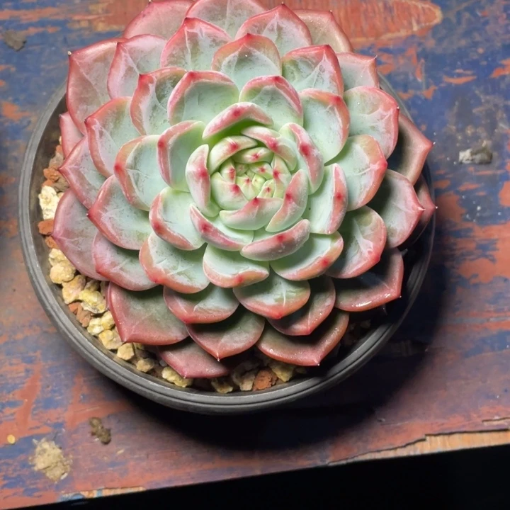 多肉艳儿红鸾红鸾