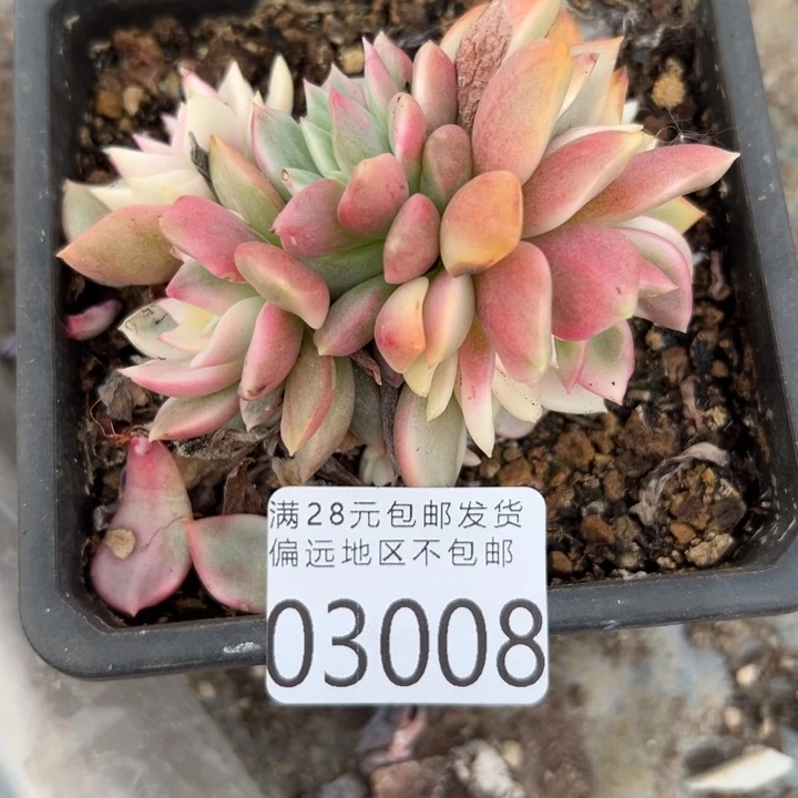 幸运儿是一位非常优秀且幸运的