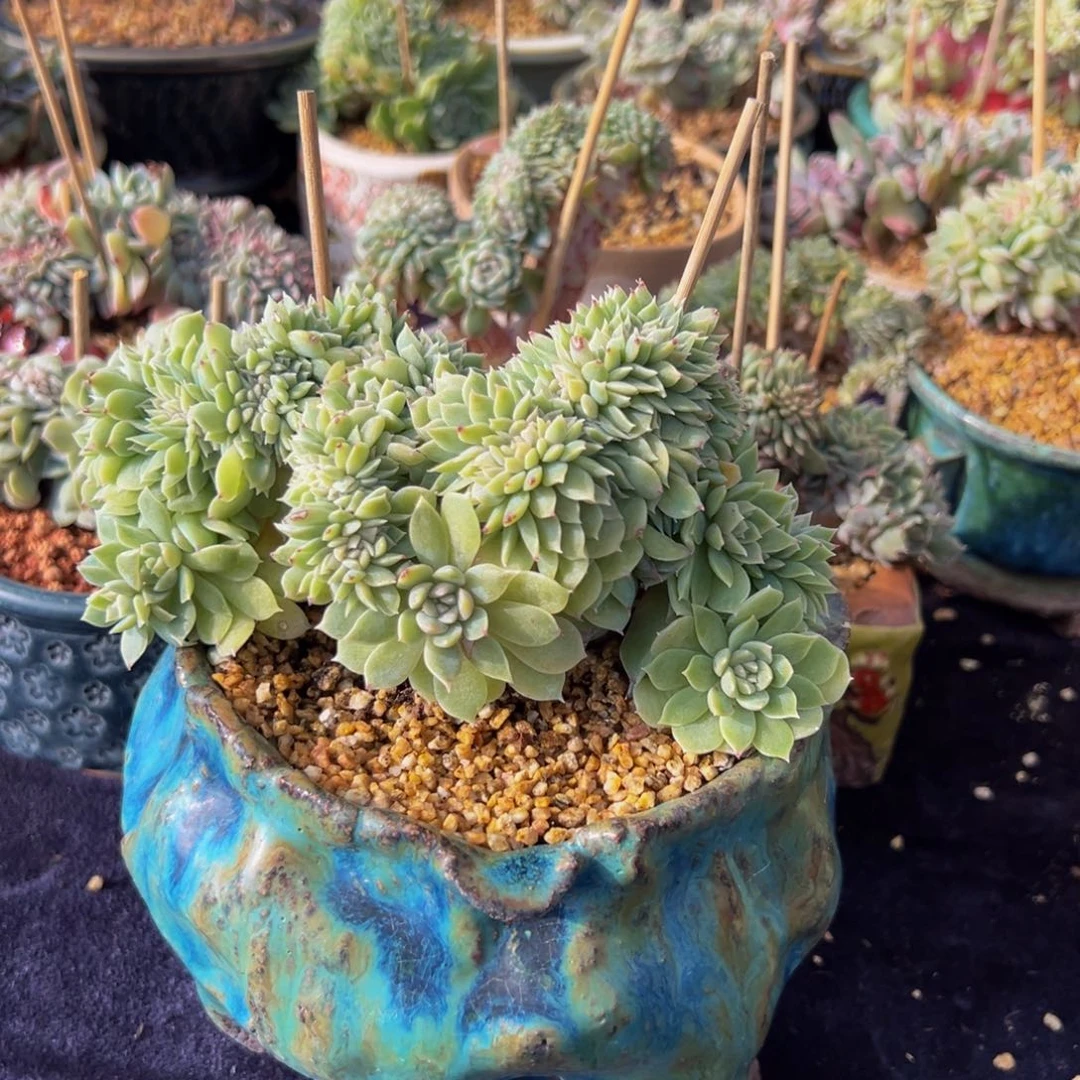 新年快乐 新年快乐 新年快乐