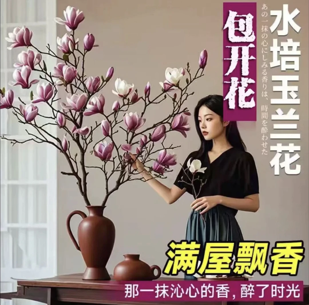 【玉兰年宵花】鲜切玉兰水培遇水开花