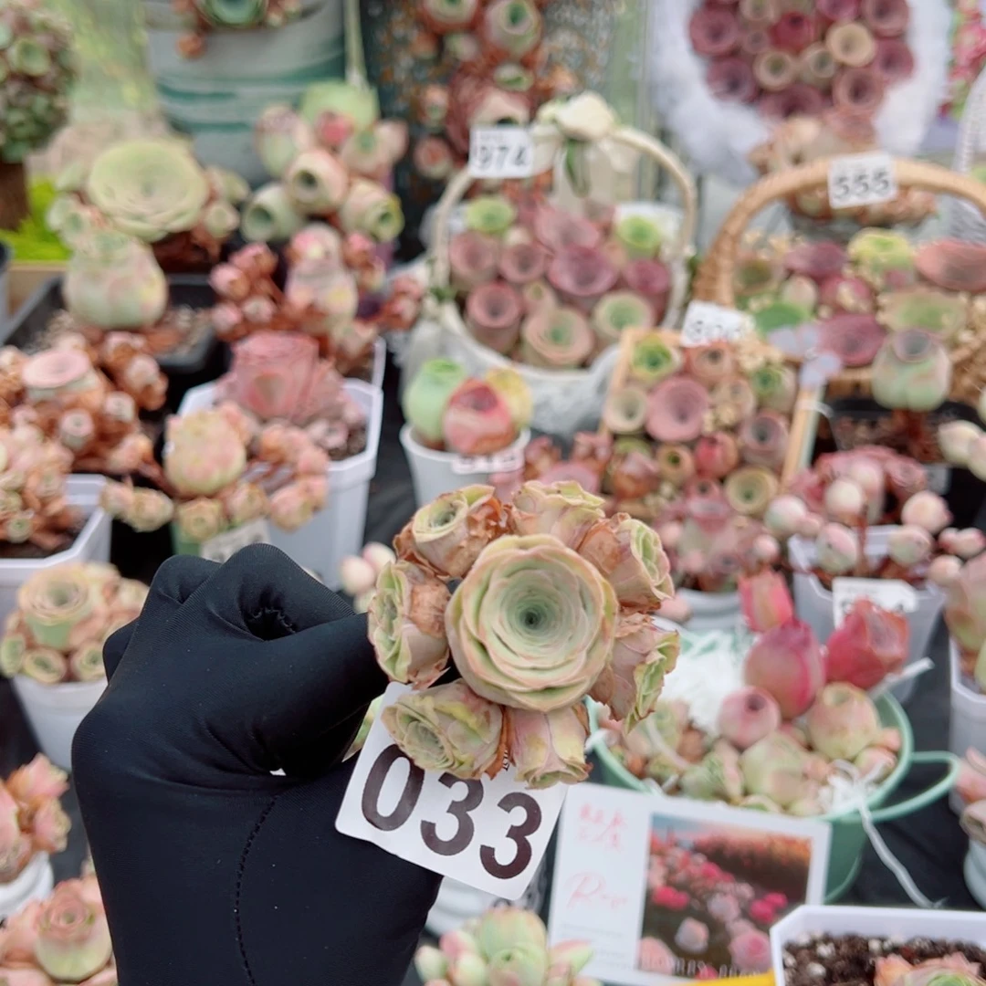 4***9033粉边线小酒杯捧花群。 一物一拍