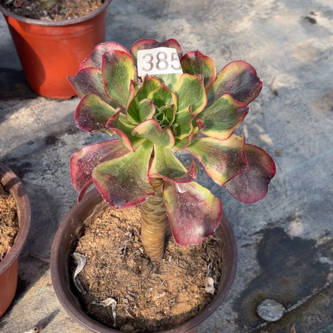 魅影多肉植物单头