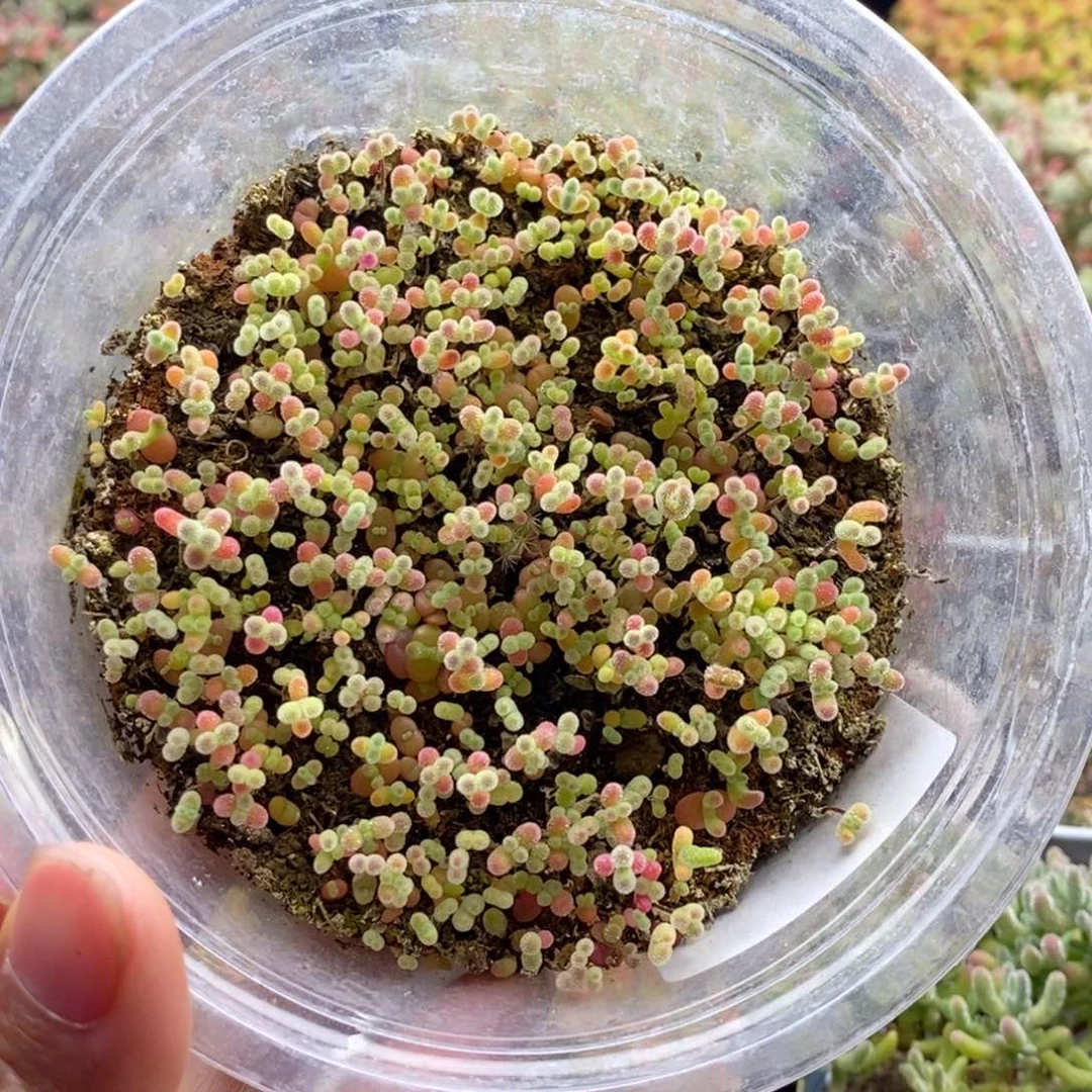 898切糕混合 。