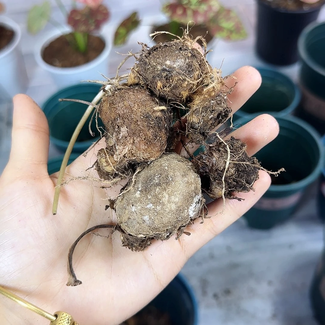 完全开放         混1