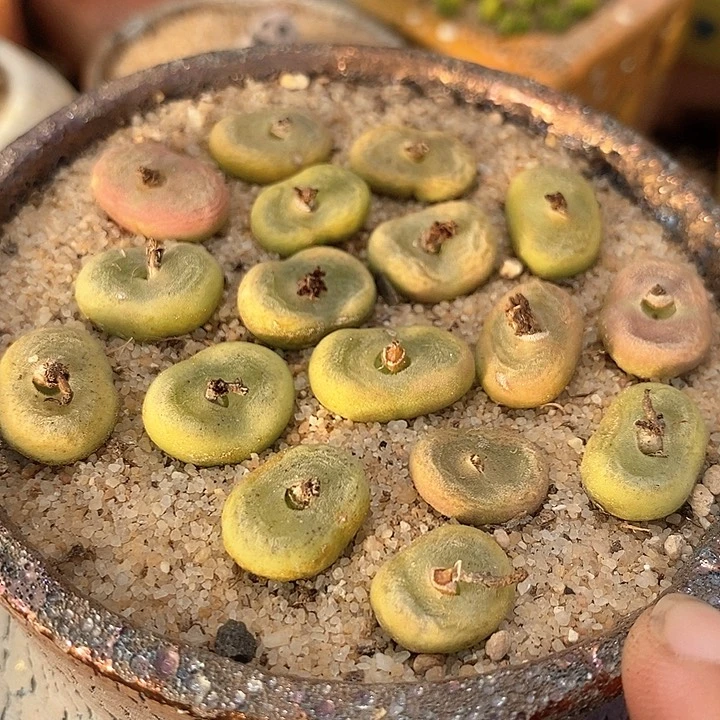 四年单头sh1212一颗