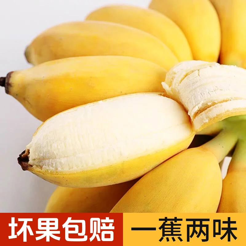 【催熟食用】正宗苹果蕉广西产地直销一蕉两味应季新鲜水果高山香蕉