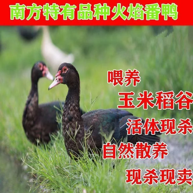 农家高山散养半番黑鸭子五谷喂养老半番顺丰新鲜现发味道好