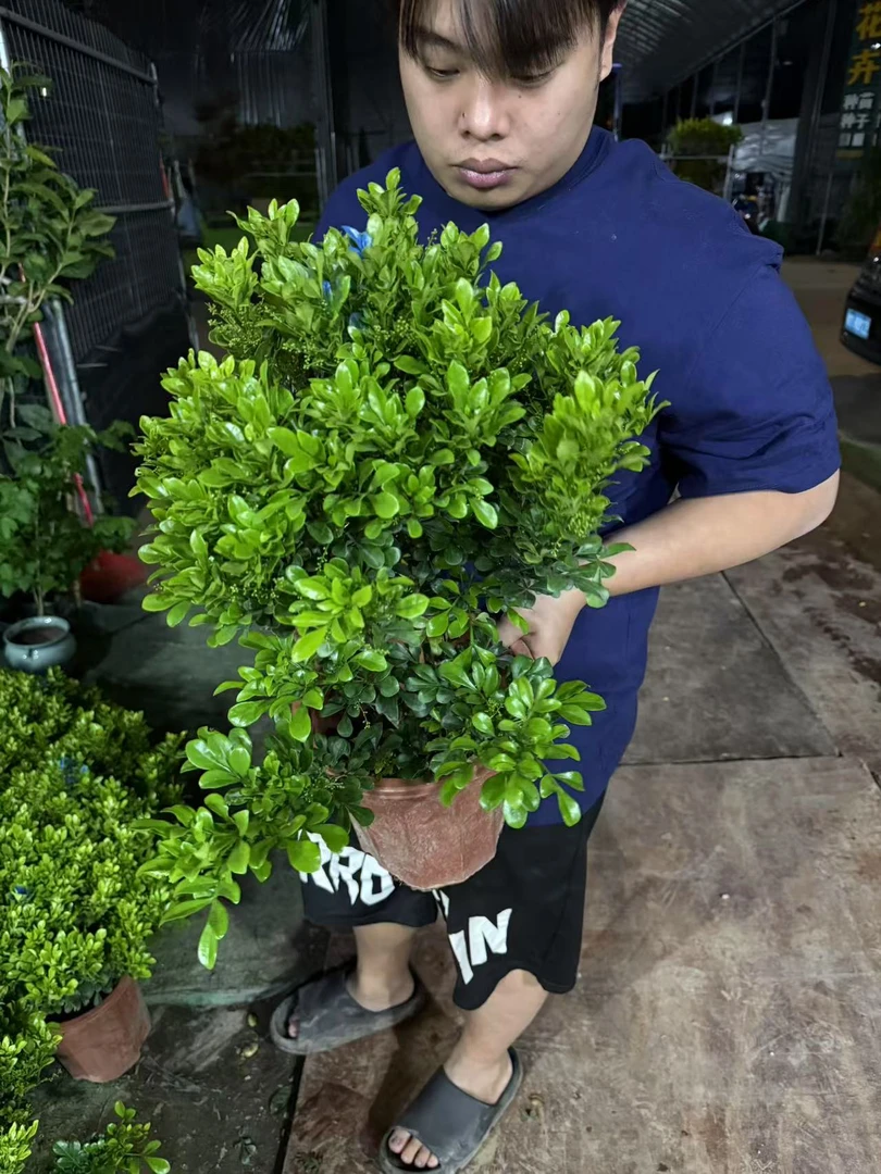 （花王）香水米兰·丛生米兰超大冠幅·室外阳台花园庭院·浓香带花苞