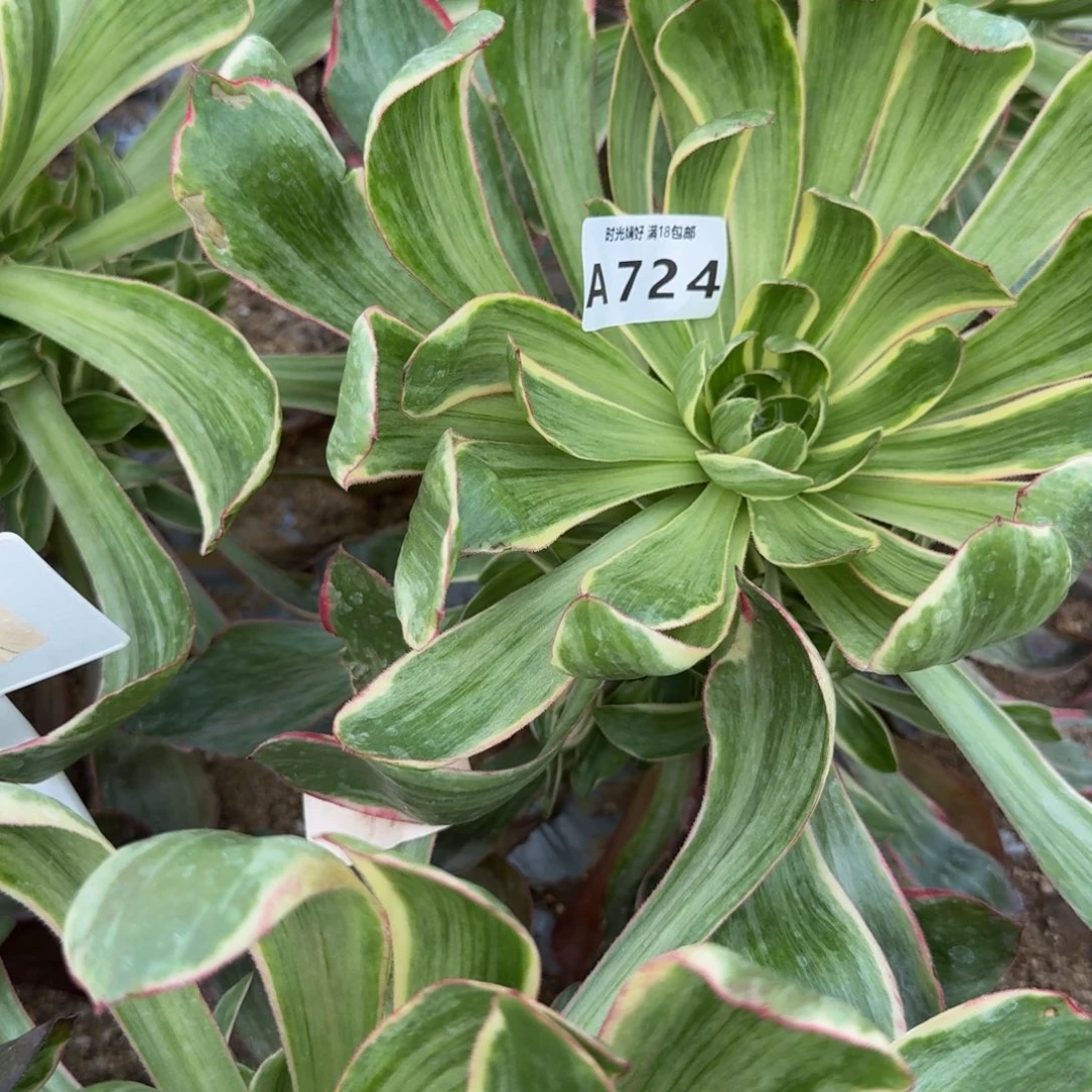 花***）724恶魔之眼。多肉植物