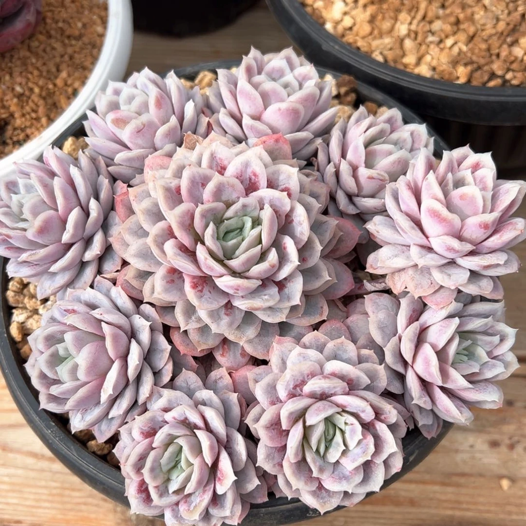 泡泡纱裙多肉植物