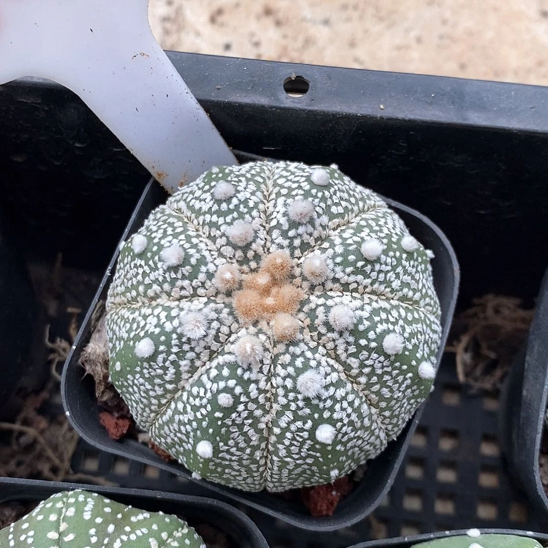 540泰奇系列福利来袭