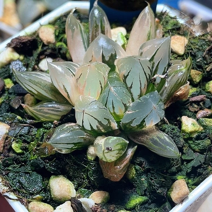 886水晶玉露锦好锦