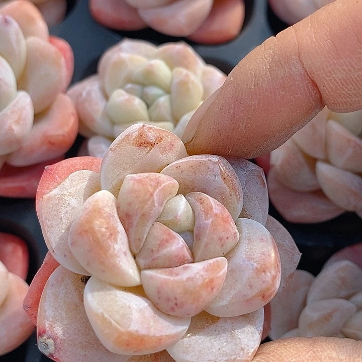 268 多肉植物盆栽花卉