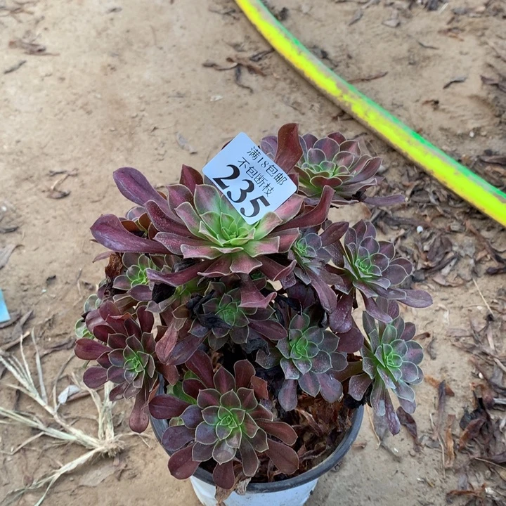 235花纳手捧2号棚