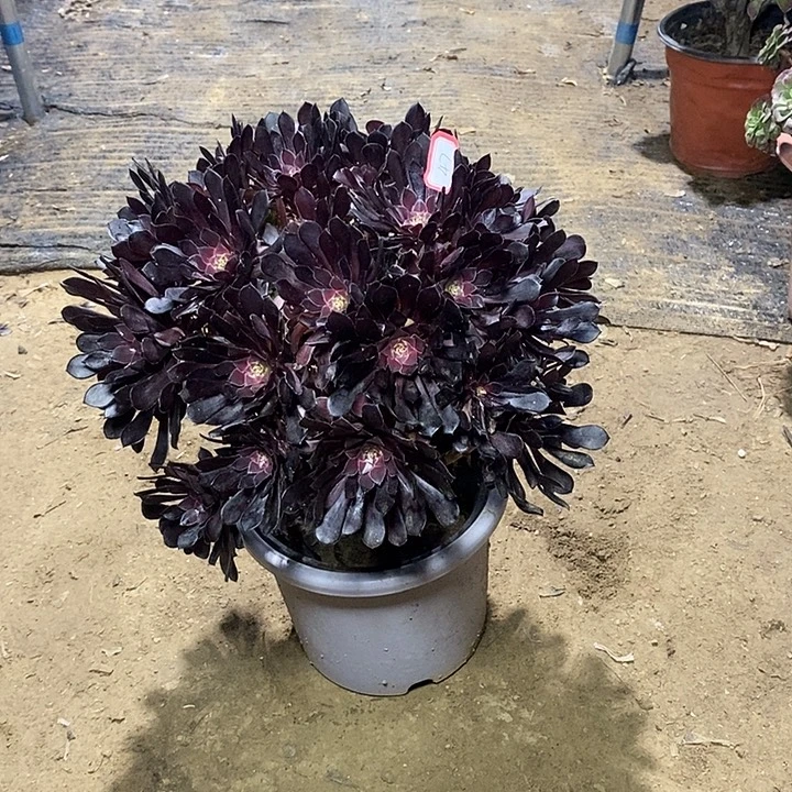 47，黑铜壶1356789999