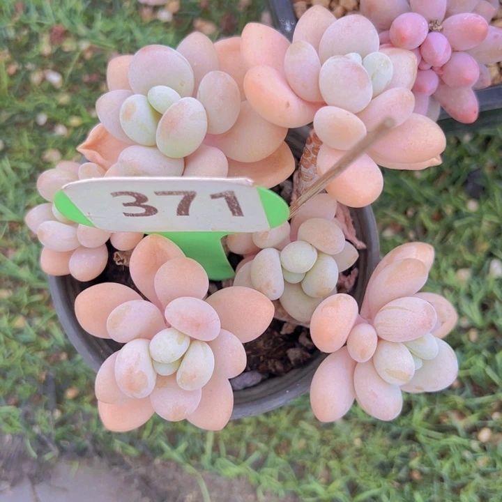 健健康康平平安安